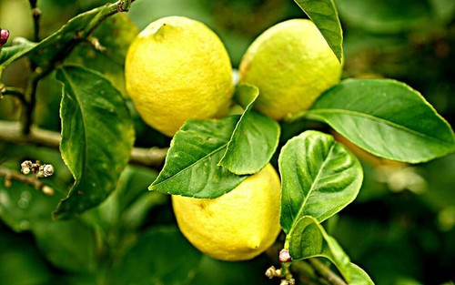 Citrus limon lunario - ,