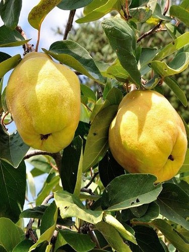 Quitte eshme limon ayvasi - quitte,