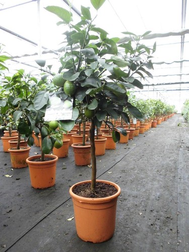 Zitronenbaum citrus lima - zitronenbaum,