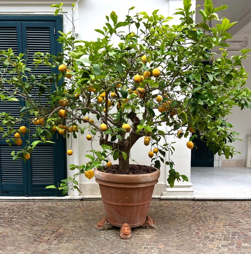 Citrus limon sorrento - limon,